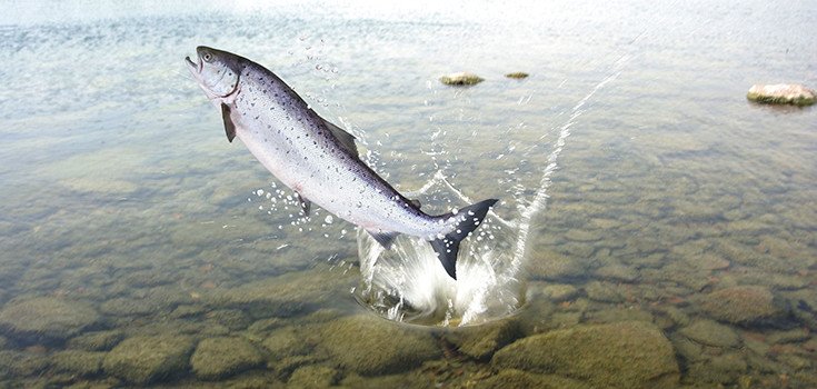 Alaska Fishermen Concerned GM Salmon Could Harm $6.4 Billion Fishing Industry