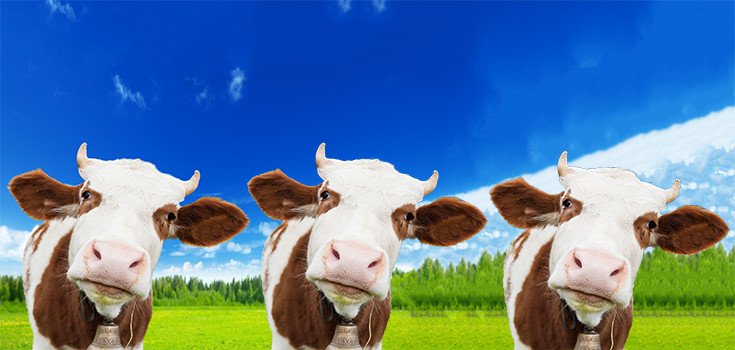 Chinese Firm says “No” to Cloning Humans, but “Yes” to Cloning Beef Cattle