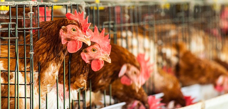 British Report Stresses the Need to Reduce Antibiotics in Livestock