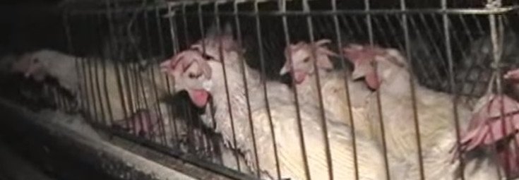 Petition: Tell Wendy’s to Stop Using Eggs from Slave Hens Crammed into Tiny Cages