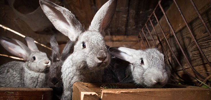 Potentially Deadly “Rabbit Fever” on the Rise