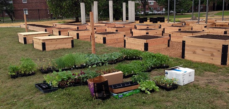 Organic Garden Sprouts in Detroit Housing Project