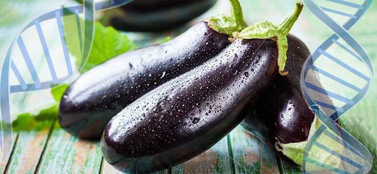 Supreme Court of Philippines Confirms GM Eggplant Ban