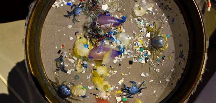 Senate Votes to Phase out Plastic, Environmentally-Destructive Microbeads in 2017