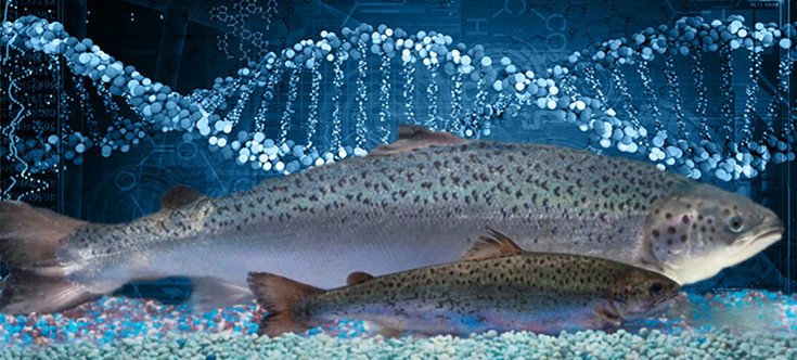 AquaBounty’s GM Salmon Approved for Production by Canadian Federal Court