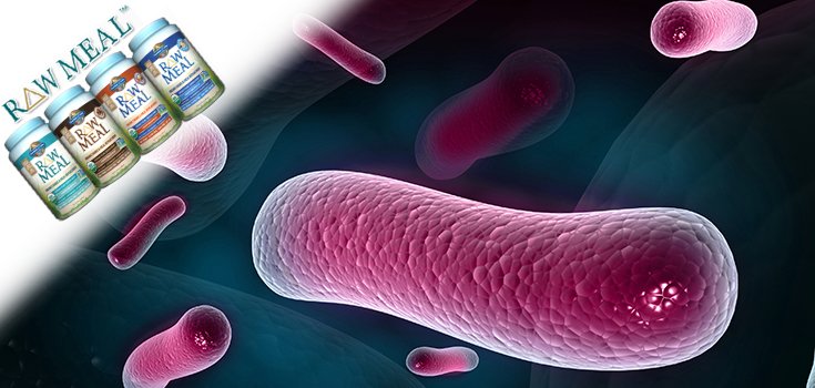 Supplement Shake Mixes Found to be the Cause of Salmonella Outbreak