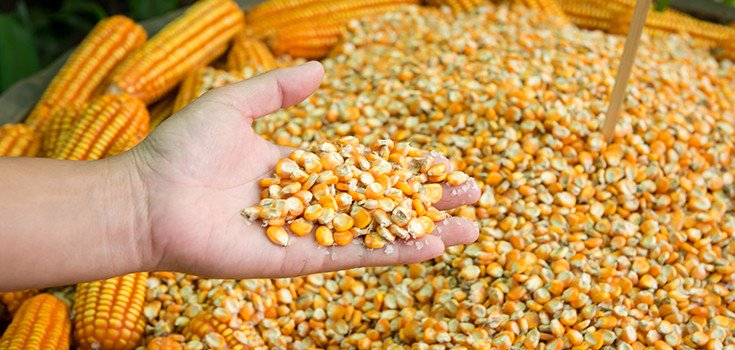 Monsanto Scraps $90 Million GM Corn Facility Plans Due to Declining Profits