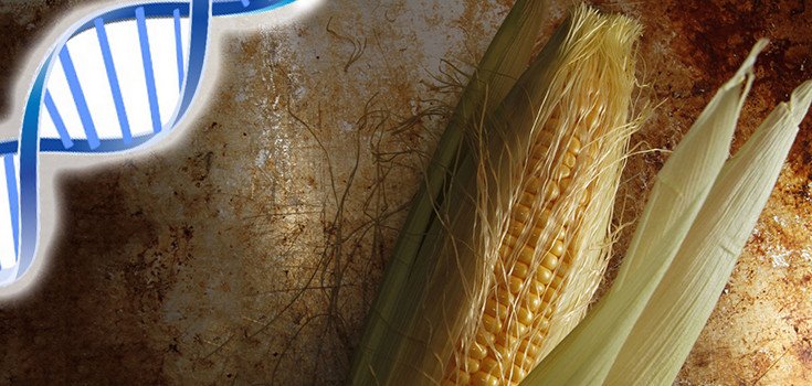 Monsanto’s Greed Continues to Threaten 59 Indigenous Corn Varieties in Mexico