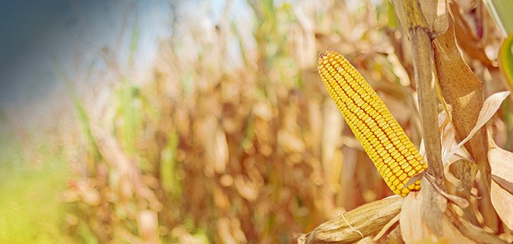 Greenpeace Finds Illegal GMO Corn Crops in China