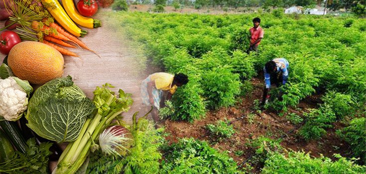 State in India Goes 100% Organic, Protects 75,000 Hectares of Land from GMOs