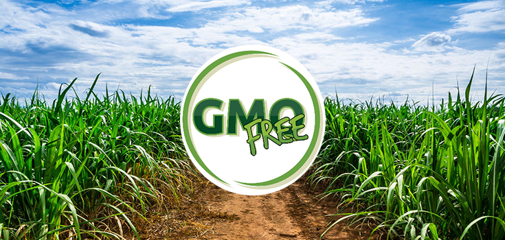 Sugar Companies Face ‘Serious Roadblocks’ Due to Demand for NON-GMO