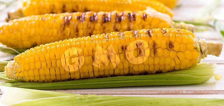 Bombshell: Mexico GMO Corn Ban Sparks Controversy