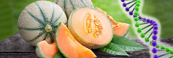 European Office Revokes Monsanto’s False Patent for GM Melons