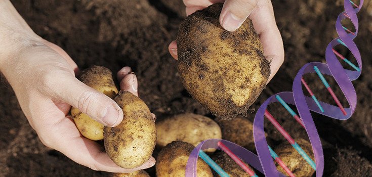 FDA Claims New GM Potatoes are Safe: But Would You Eat it?