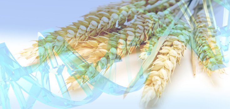 Monsanto’s GM Wheat in Development Despite Consumer Push Back