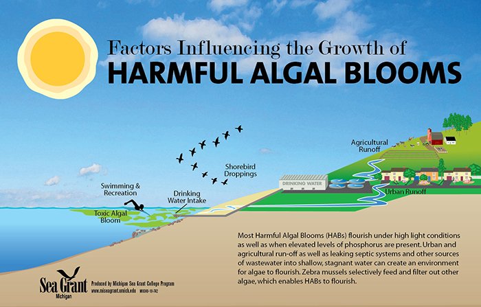 article-Harmful-Algal-Bloom-illustration-700