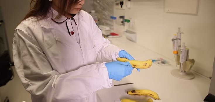 VIDEO: This is How Banana Peels Could Help Detect Cancer Non-Invasively