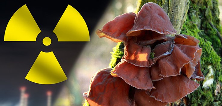 Could Consuming This Mushroom Protect Against Radiation?