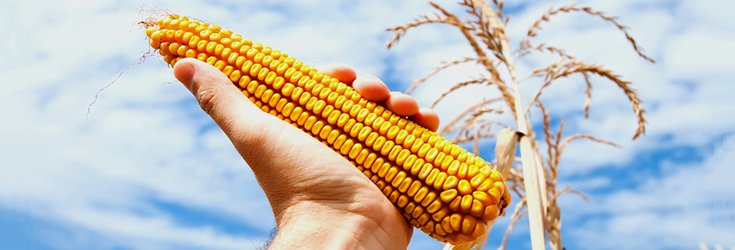 corn_crop_gmo_735_250-level