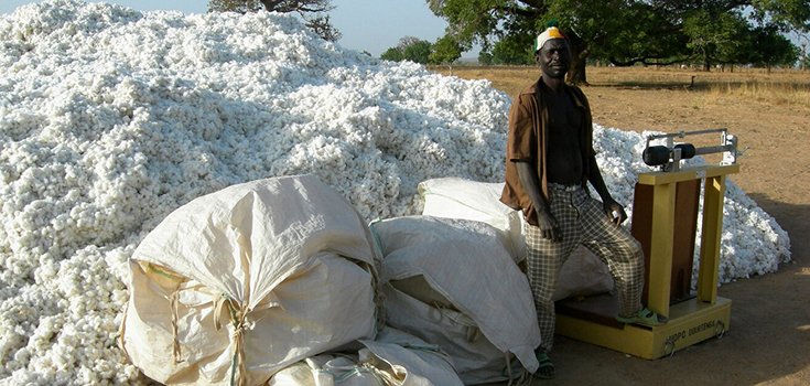 Rejected: Country in West Africa Refuses GMO Bt Cotton