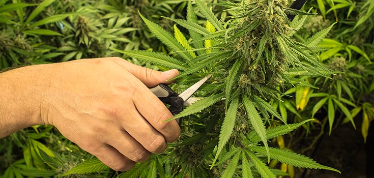 California Governor Signs Emergency Bill to Fix Error in Marijuana Legislation