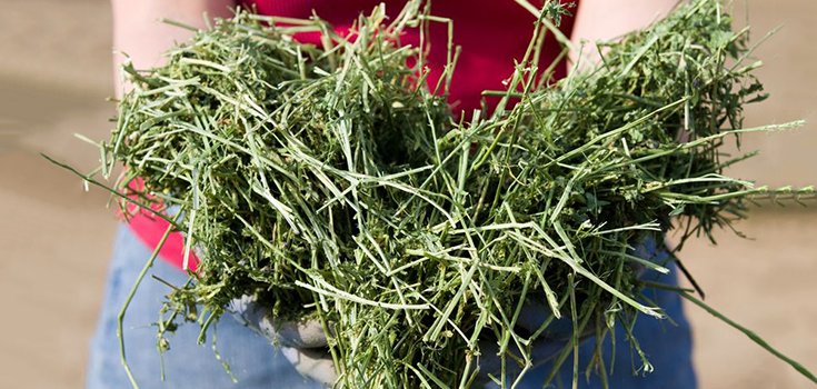 National Farmers Union Calls for Halt of GM Alfalfa Seed Sales