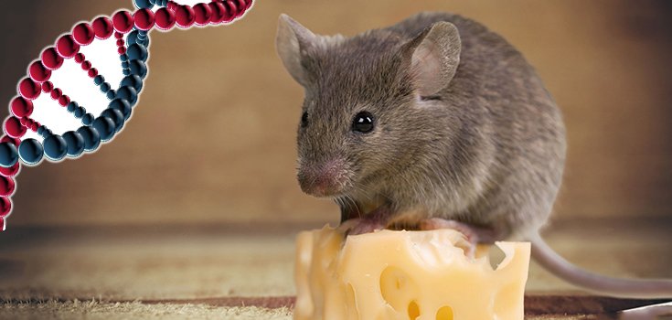 Deleting a Gene Stops Mice From Overeating – Are Humans Next?