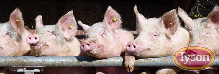 Major Meat Company Goes Antibiotic-Free After Charged with 33 Counts of Animal Cruelty