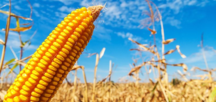 Boulder County in Colorado to Phase Out GMO Crops