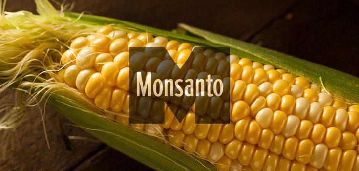 corn Monsanto