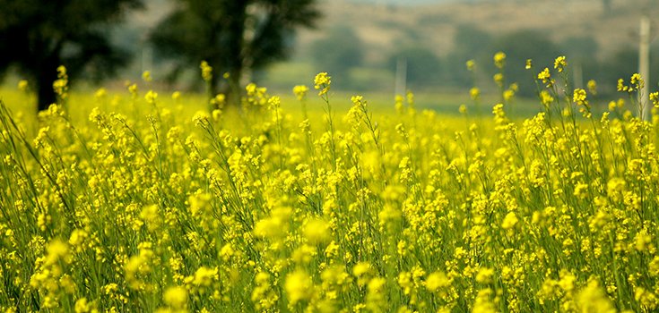 Genetically Modified Mustard? Biotech Makes more Questionable Claims