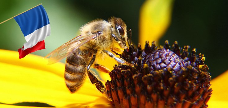 France Approves Plan to Ban Bee-Harming Neonicotinoid Pesticides