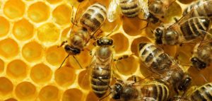 bees and honey