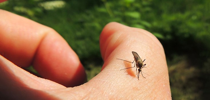 FDA Will Likely Release GM Mosquitoes North of Key West
