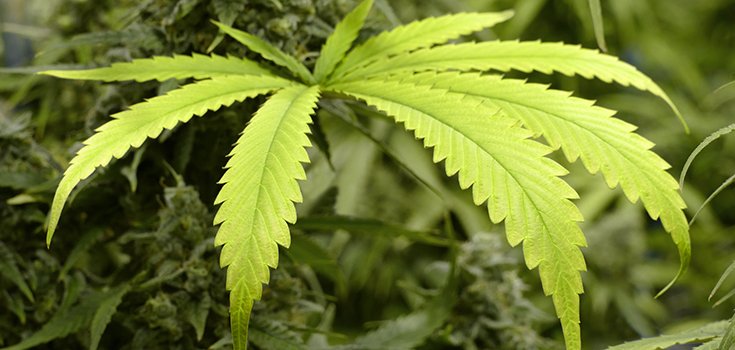Recent Marijuana Dispensary Raids Result in Massive Seizures