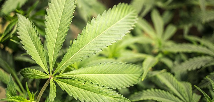 Medical Marijuana Reaches Key Legislative Approval in Texas