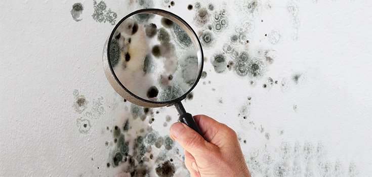 Landlords in This State Now MUST Remove Mold from Properties, or Pay
