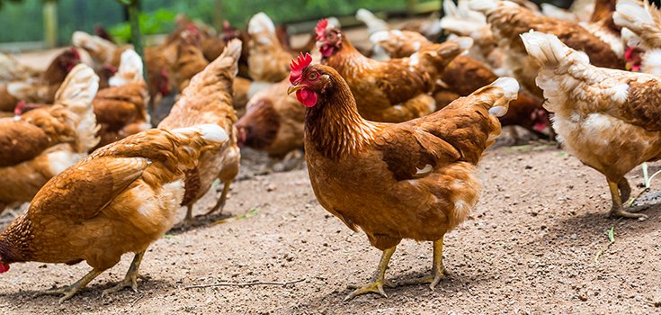 Huge LA School District Switching to Chicken Free of Antibiotics and Hormones