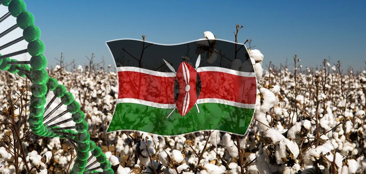 Kenya cotton crop