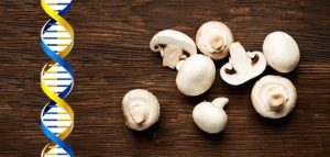 White button mushroom