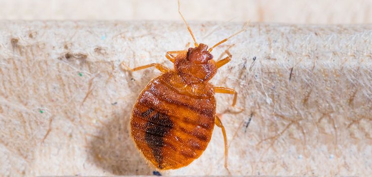 Study: Some Bed Bugs 1000x more Resistant to Common Pesticides