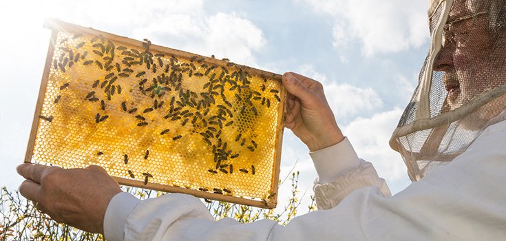 How Some Hotels are Creating ‘Rooftop Bee Sanctuaries’ to Help Bee Populations