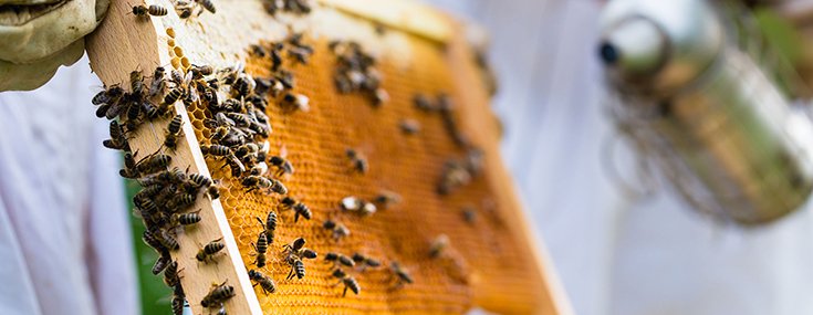 Pest-Control Giant to Phase out Use of Bee-Killing Chemicals by 2021