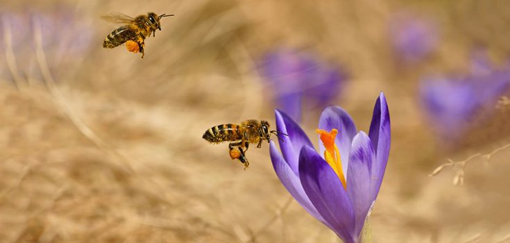 honeybees pollinating flower