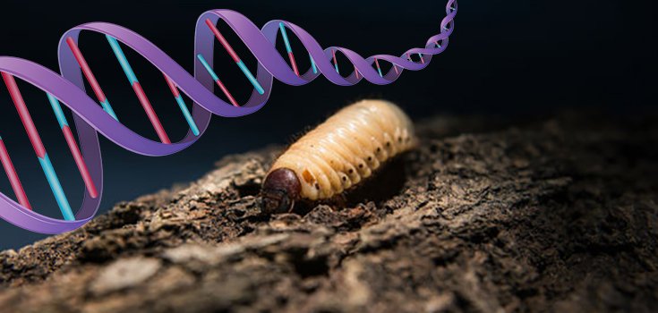 genetically modified maggot