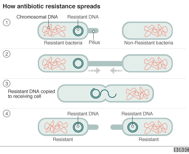 _86775358_antibiotic_resistance