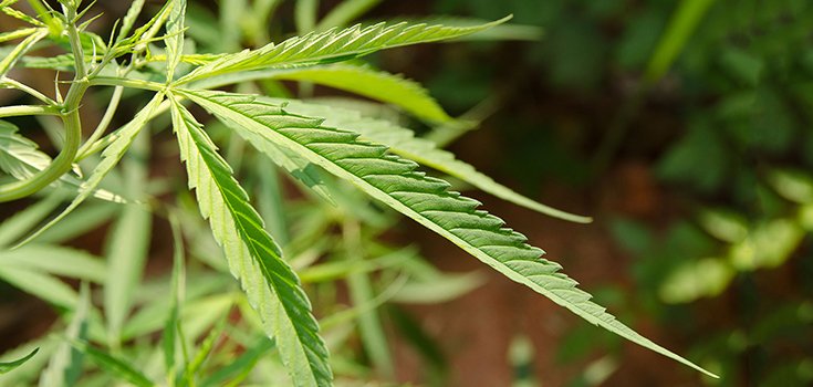 DOJ Drops Prosecution of Biggest Medical Marijuana Dispensary in US