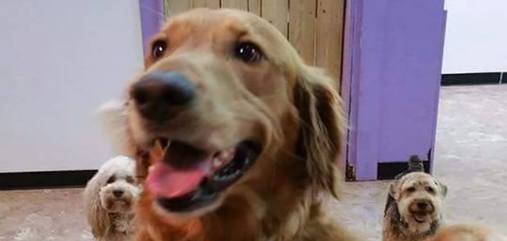Dog Escapes Home to Hang Out with Pals at Doggy Daycare