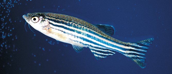 image-zebrafish-680