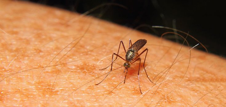 Zika Fears: Rain from Tropical Storm Colin Could Cause Mosquito “Explosion”